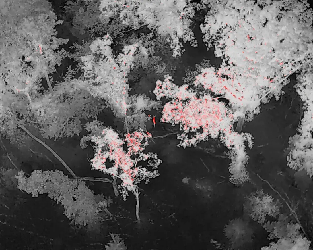 Aerial thermal image of woodland canopy with treetops still holding the day's heat